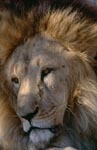 Attractive face of the Berber lion