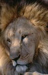 Barbary Lion: character head with mane