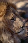 Impressive head portrait Barbary lion