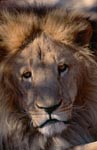 Barbary Lion Portrait