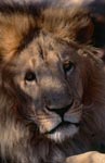 Big cat Barbary lion portrait