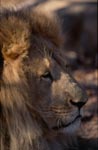 Barbary lion: Side head portrait