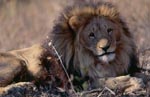 Barbary Lion - Panthera leo leo 