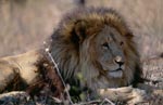 Barbary lion extinct in the wild