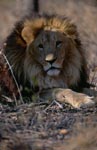 Berber lion frontal
