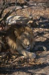 Barbary lion in the shade of a tree