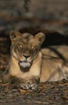 Female Barbary lion sleeps