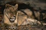 Tired Female Barbary lion
