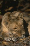 Relaxed Female Barbary lion