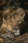 Female Barbary lion resting