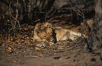 Female Barbary Lion has found a little shadow