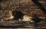 Muee Berber Loewin erholt sich <br><br><br><br><br><br>Female Barbary lion