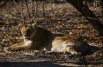 Berber Loewin liegend unter einem Baum <br><br><br><br><br><br>Female Barbary lion