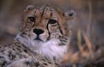 Young cheetah portrait 