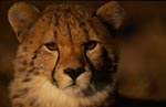 Beeindruckender junger Gepard <br><br><br>young cheetah