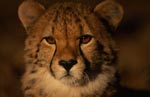 Attentive young cheetah