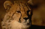 Junger Gepard schaut interessiert<br><br><br>Young cheetah