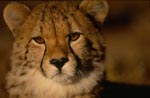 Junger Gepard - Auge in Auge<br><br><br>Young cheetah