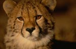Eindrucksvolles Portraet eines jungen Geparden <br><br><br>Portrait young cheetah