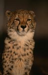 Imposing Cheetah Portrait
