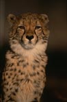 Beautiful elegant cat Cheetah