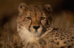 Schoene Katze Gepard <br><br><br>Cheetah