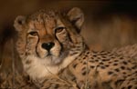 Cheetah - portrait of a big cat