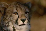 Cheetah - portrait of an elegant big cat