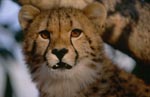 Grim looking Cheetah