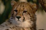 Erstaunt schaut der Gepard <br><br><br>Cheetah