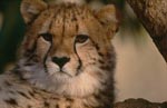 Erstaunter Gepard <br><br><br>Cheetah