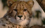 Ueberrascht schaut der Gepard <br><br><br>Cheetah
