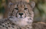 Ueberrascht schauender Gepard <br><br><br>Cheetah