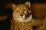 Cheetah - the look of the big cat