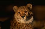 Carefully looking Cheetah