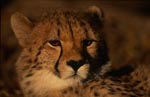 Expressive Cheetah views