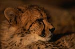 Young Cheetah Portrait (Acinonyx jubatus)