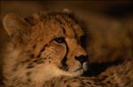 Fascinating big cat Cheetah