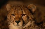 Ernst blickender Gepard <br><br><br>Cheetah
