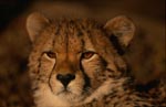 Portraet junger Gepard <br><br><br>Portrait young cheetah