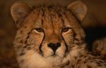 Junger Gepard Portraet<br><br><br>Portrait young cheetah