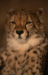 Portraet junger Gepard <br><br><br>Portrait young cheetah