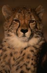 Impressive portrait young Cheetah