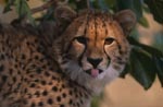 Young cheetah shows tongue