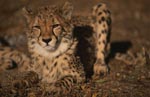 Grumpy-looking cheetah