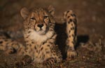 Angry looking Cheetah