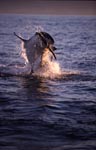 A great white shark breach near Seal Island