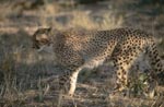 Gepard unterwegs im Busch<br><br><br>Cheetah