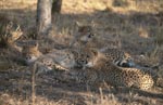 Junge Geparden<br><br><br>Cheetah