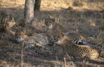 Aufmerksame junge Geparden <br><br><br>Cheetah